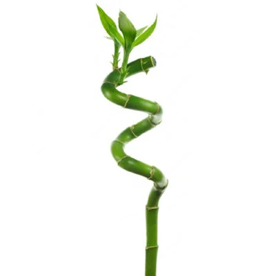 diy-4202606040342202610951